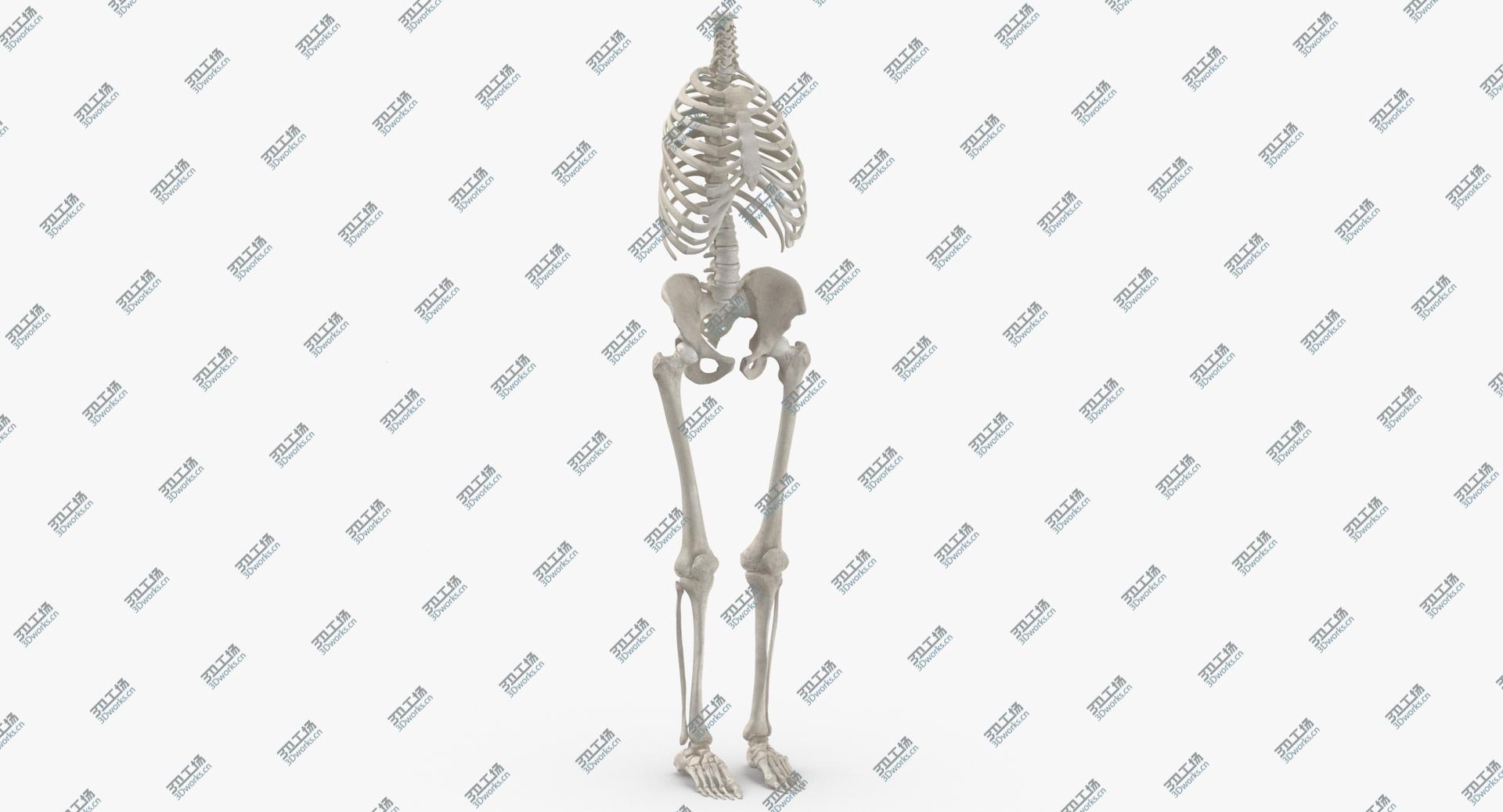 images/goods_img/202104021/3D Real Human Rib Cage Spine Female Pelvis and Leg Bones Anatomy With Intervertibral Disks White 01/1.jpg